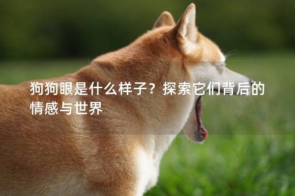 狗狗眼是什么樣子？探索它們背后的情感與世界