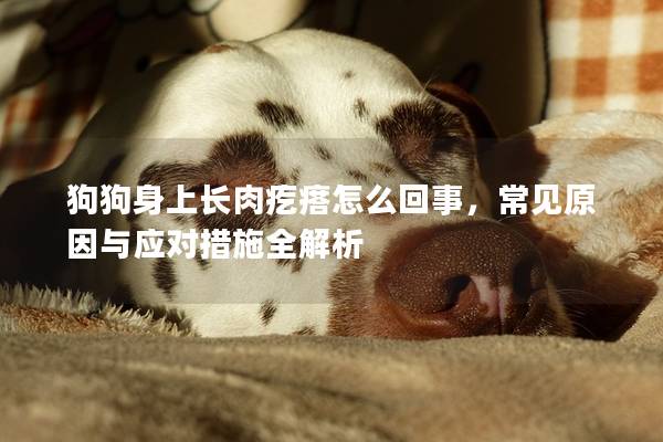 狗狗身上長肉疙瘩怎么回事，常見原因與應對措施全解析