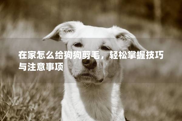 在家怎么給狗狗剪毛，輕松掌握技巧與注意事項