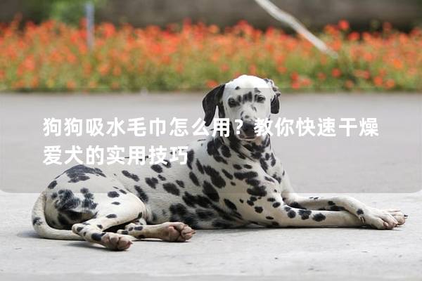 狗狗吸水毛巾怎么用？教你快速干燥愛犬的實用技巧