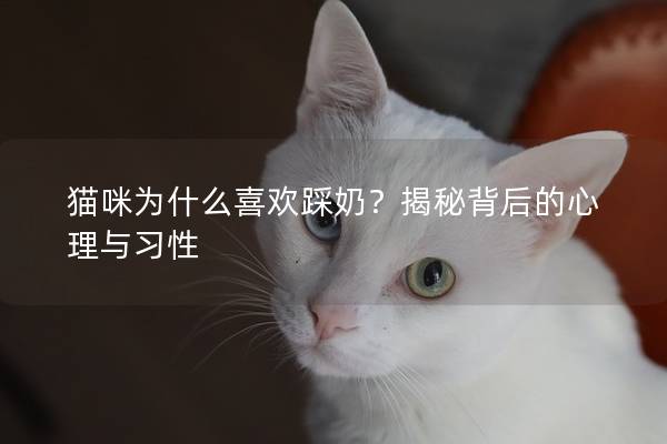 貓咪為什么喜歡踩奶？揭秘背后的心理與習性