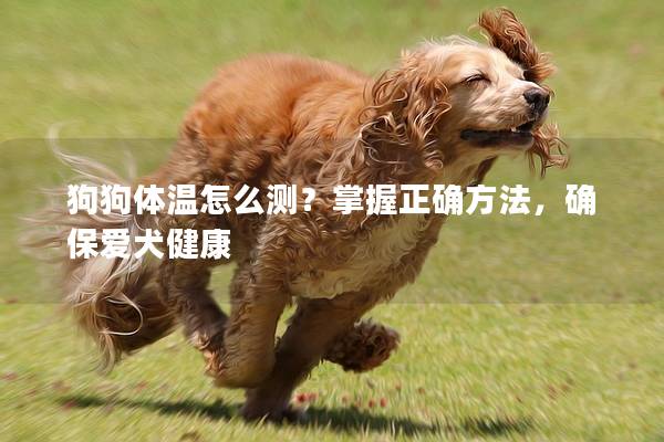 狗狗體溫怎么測？掌握正確方法，確保愛犬健康