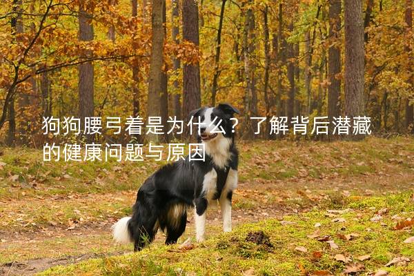 狗狗腰弓著是為什么？了解背后潛藏的健康問題與原因