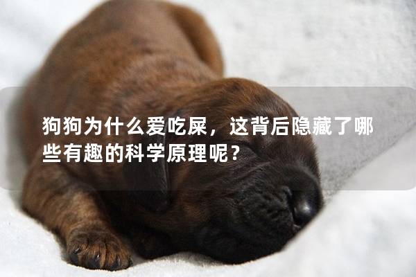 狗狗為什么愛吃屎，這背后隱藏了哪些有趣的科學原理呢？
