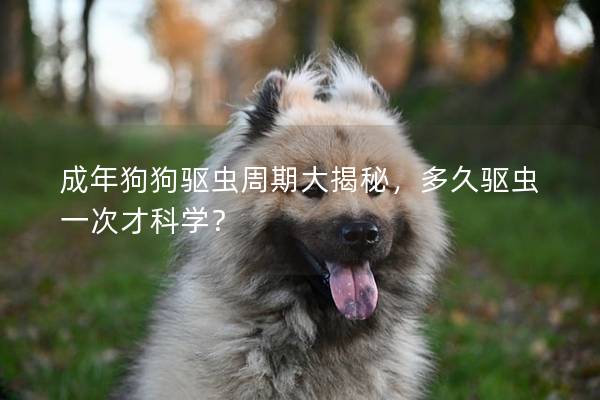 成年狗狗驅蟲周期大揭秘，多久驅蟲一次才科學？