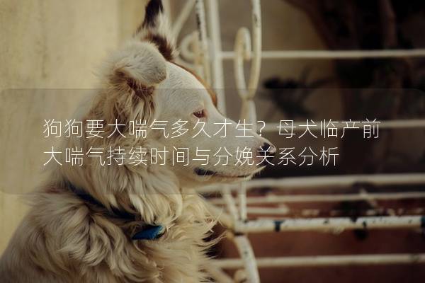 狗狗要大喘氣多久才生？母犬臨產前大喘氣持續時間與分娩關系分析