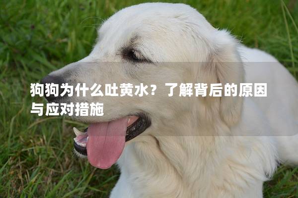 狗狗為什么吐黃水？了解背后的原因與應對措施