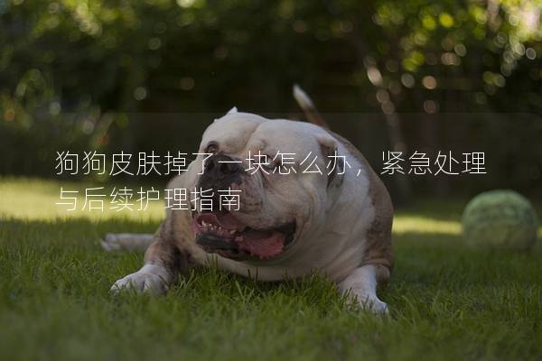 狗狗皮膚掉了一塊怎么辦，緊急處理與后續護理指南