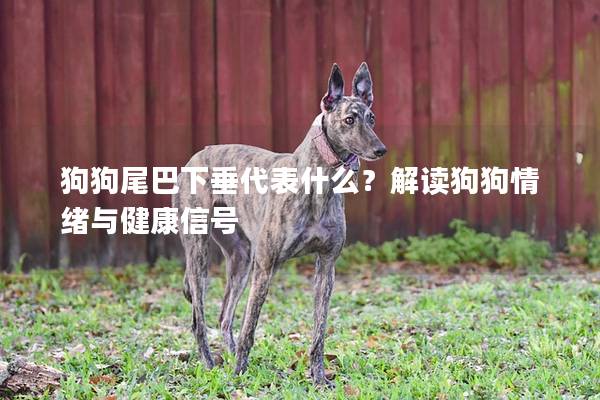 狗狗尾巴下垂代表什么？解讀狗狗情緒與健康信號