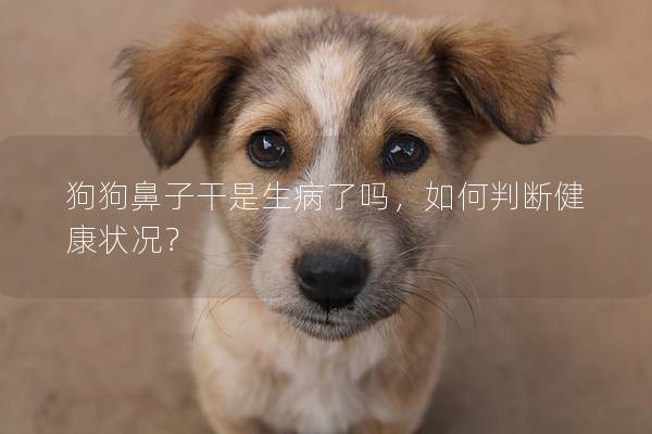 狗狗鼻子干是生病了嗎,如何判斷健康狀況? 狗狗鼻子干是生病了嗎,如何判斷健康狀況?