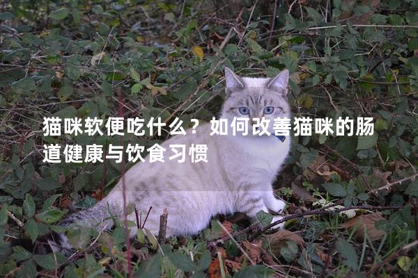 貓咪軟便吃什么?如何改善貓咪的腸道健康與飲食習慣
