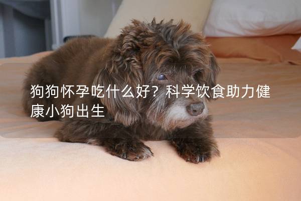 狗狗懷孕吃什么好？科學飲食助力健康小狗出生
