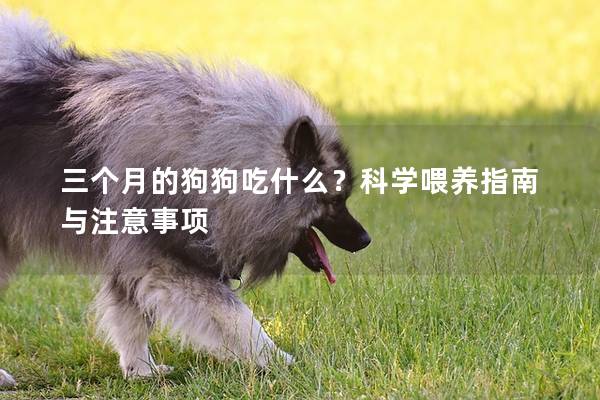 三個月的狗狗吃什么？科學喂養指南與注意事項