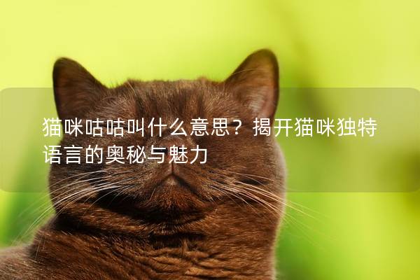 貓咪咕咕叫什么意思？揭開貓咪獨特語言的奧秘與魅力