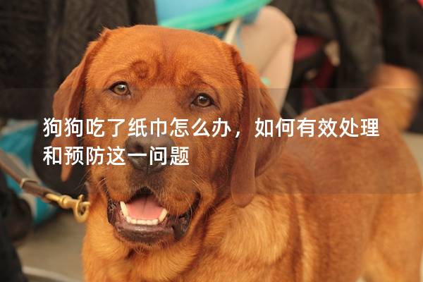 狗狗吃了紙巾怎么辦，如何有效處理和預防這一問題