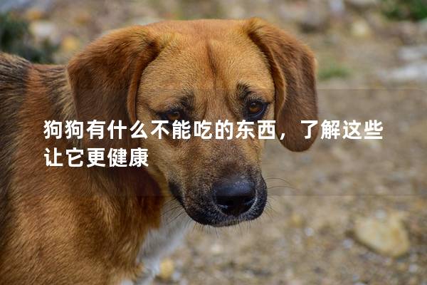 狗狗有什么不能吃的東西，了解這些讓它更健康