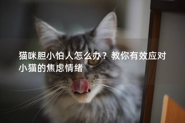 貓咪膽小怕人怎么辦？教你有效應對小貓的焦慮情緒