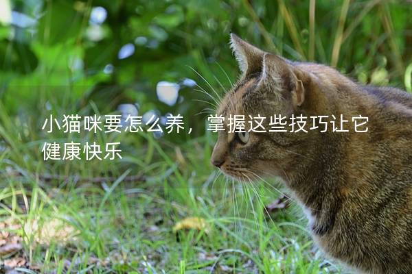 小貓咪要怎么養，掌握這些技巧讓它健康快樂