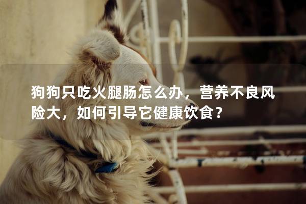 狗狗只吃火腿腸怎么辦,營(yíng)養(yǎng)不良風(fēng)險(xiǎn)大,如何引導(dǎo)它健康飲食?