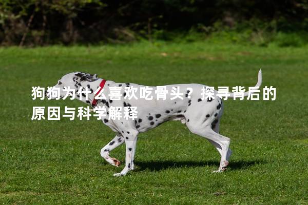 狗狗為什么喜歡吃骨頭？探尋背后的原因與科學解釋