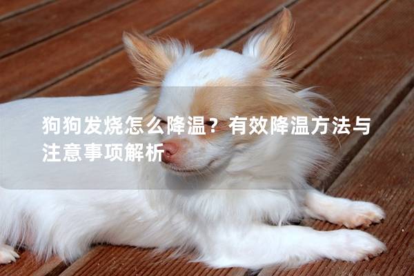 狗狗發(fā)燒怎么降溫？有效降溫方法與注意事項解析