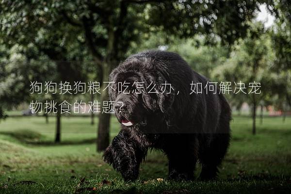 狗狗換狗糧不吃怎么辦，如何解決寵物挑食的難題？
