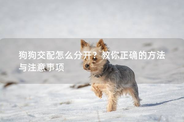 狗狗交配怎么分開？教你正確的方法與注意事項