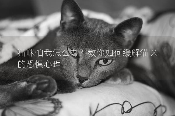 貓咪怕我怎么辦？教你如何緩解貓咪的恐懼心理