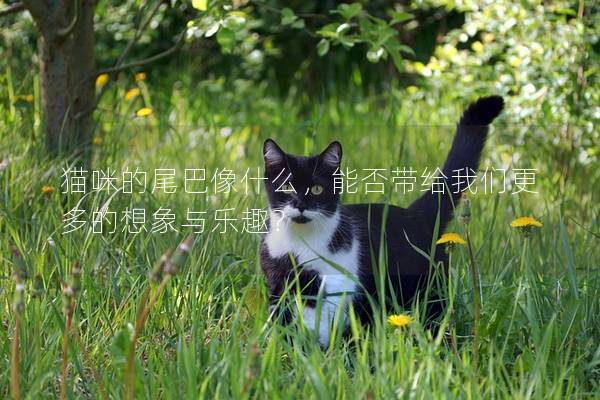 貓咪的尾巴像什么,能否帶給我們更多的想象與樂趣? 貓咪的尾巴像什么,能否帶給我們更多的想象與樂趣?
