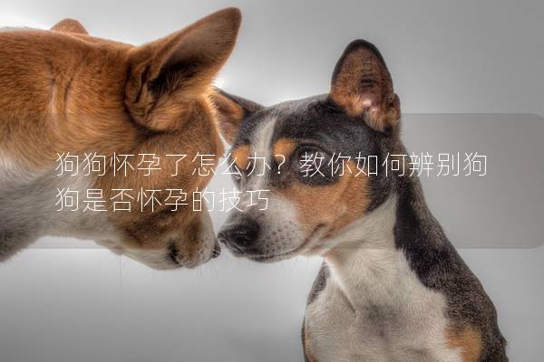 狗狗懷孕了怎么辦？教你如何辨別狗狗是否懷孕的技巧