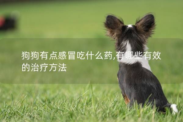狗狗有點(diǎn)感冒吃什么藥,有哪些有效的治療方法