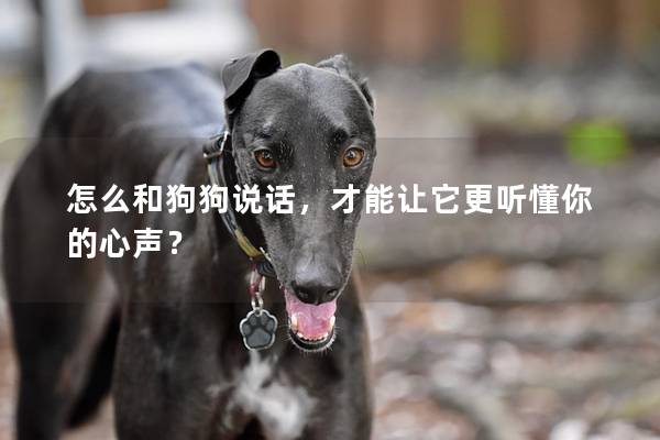 怎么和狗狗說話,才能讓它更聽懂你的心聲? 怎么和狗狗說話,才能讓它更聽懂你的心聲?