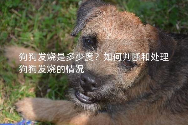 狗狗發(fā)燒是多少度？如何判斷和處理狗狗發(fā)燒的情況