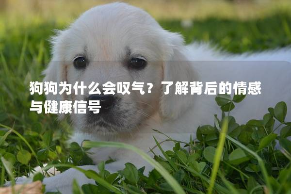 狗狗為什么會嘆氣？了解背后的情感與健康信號