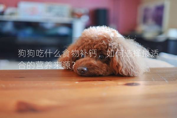 狗狗吃什么食物補鈣，如何選擇最適合的營養來源？