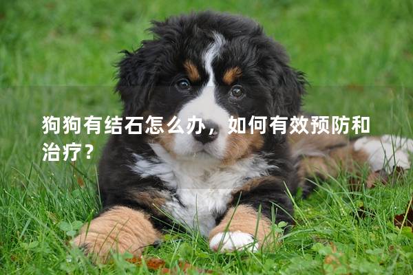 狗狗有結石怎么辦，如何有效預防和治療？