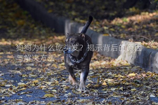 狗狗為什么吃頭發(fā)？揭示背后的原因與解決方法