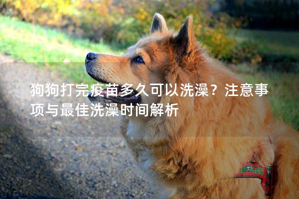 狗狗打完疫苗多久可以洗澡？注意事項與最佳洗澡時間解析