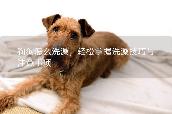 狗狗怎么洗澡，輕松掌握洗澡技巧與注意事項