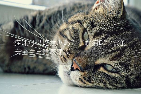 貓咪可以吃黃瓜嗎？了解貓咪飲食的安全性與健康建議