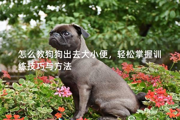 怎么教狗狗出去大小便，輕松掌握訓練技巧與方法