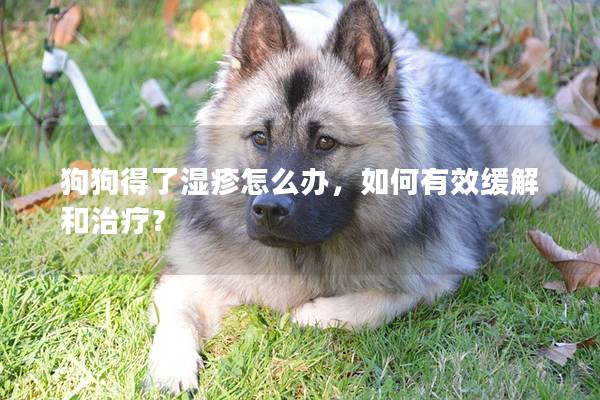 狗狗得了濕疹怎么辦，如何有效緩解和治療？