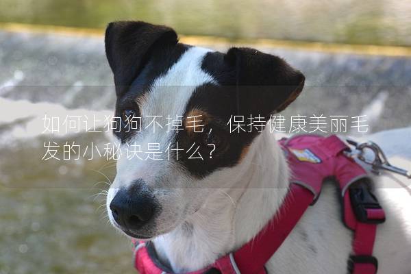 如何讓狗狗不掉毛,保持健康美麗毛發的小秘訣是什么? 如何讓狗狗不掉毛,保持健康美麗毛發的小秘訣是什么?