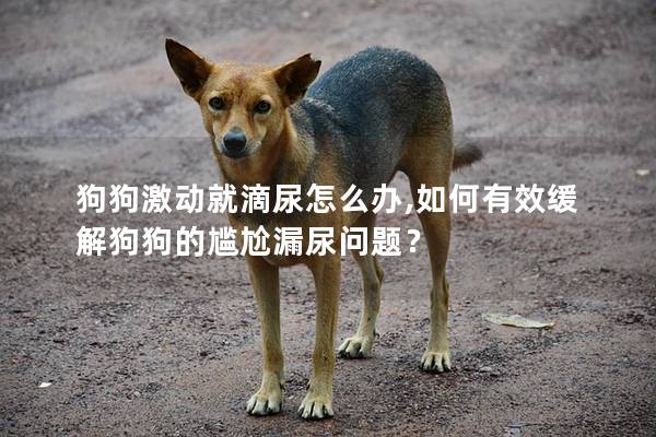 狗狗激動就滴尿怎么辦,如何有效緩解狗狗的尷尬漏尿問題？