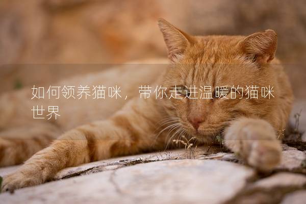 如何領養貓咪，帶你走進溫暖的貓咪世界