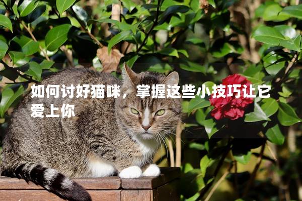 如何討好貓咪，掌握這些小技巧讓它愛上你