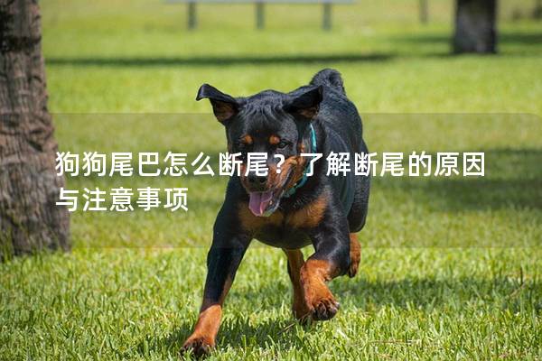 狗狗尾巴怎么斷尾?了解斷尾的原因與注意事項 狗狗尾巴怎么斷尾?了解斷尾的原因與注意事項