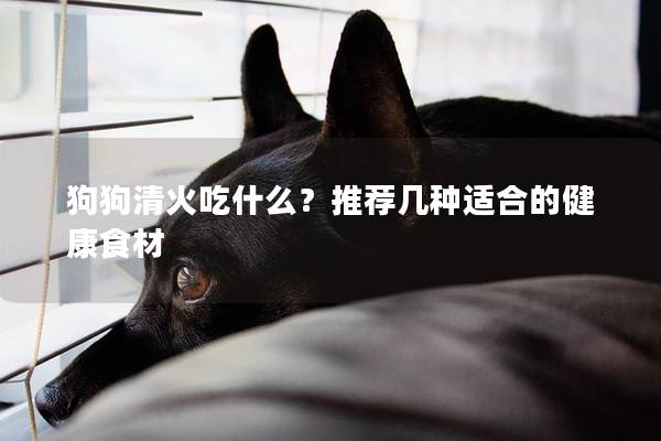 狗狗清火吃什么？推薦幾種適合的健康食材