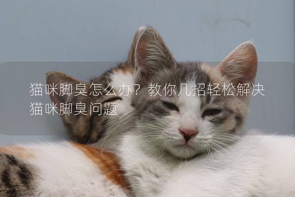 貓咪腳臭怎么辦？教你幾招輕松解決貓咪腳臭問題