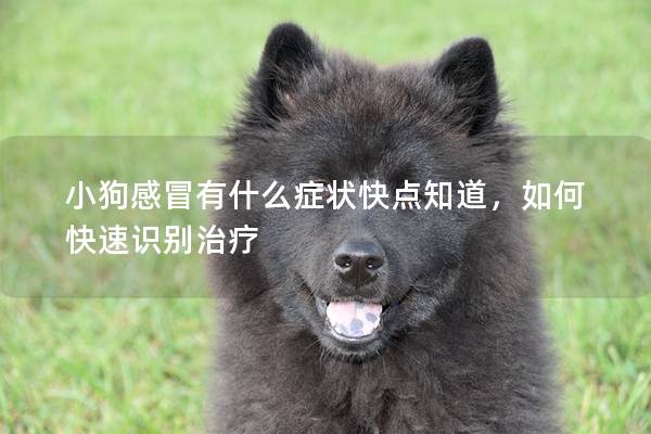 小狗感冒有什么癥狀快點(diǎn)知道，如何快速識(shí)別治療